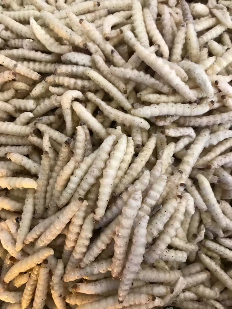 干水熟冻小竹虫来自森山老林别具一味的竹香美味可口