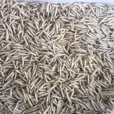 干水熟冻小竹虫来自森山老林别具一味的竹香美味可口
