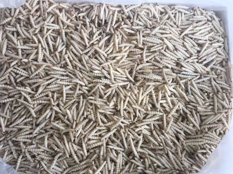 干水熟冻小竹虫来自森山老林别具一味的竹香美味可口