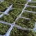 【每日推荐】陕西渭南鲜青花椒产地直发品无虫干净大颗粒