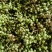 【每日推荐】陕西渭南鲜青花椒产地直发品无虫干净大颗粒