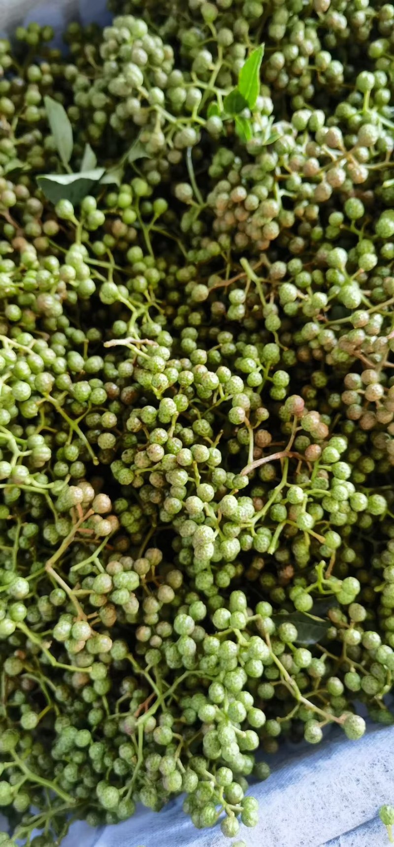 【每日推荐】陕西渭南鲜青花椒产地直发品无虫干净大颗粒