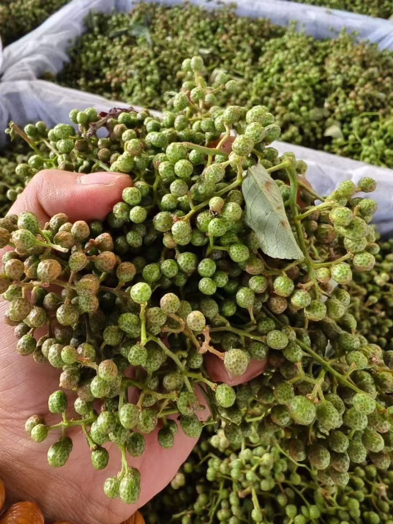 【每日推荐】陕西渭南鲜青花椒产地直发品无虫干净大颗粒