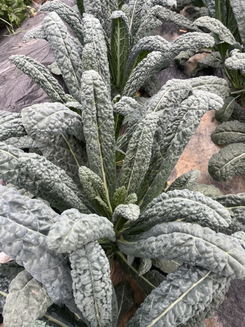 皱叶菜苗羽衣甘蓝苗耐寒蔬菜种苗
