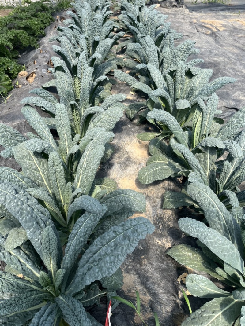 皱叶菜苗羽衣甘蓝苗耐寒蔬菜种苗
