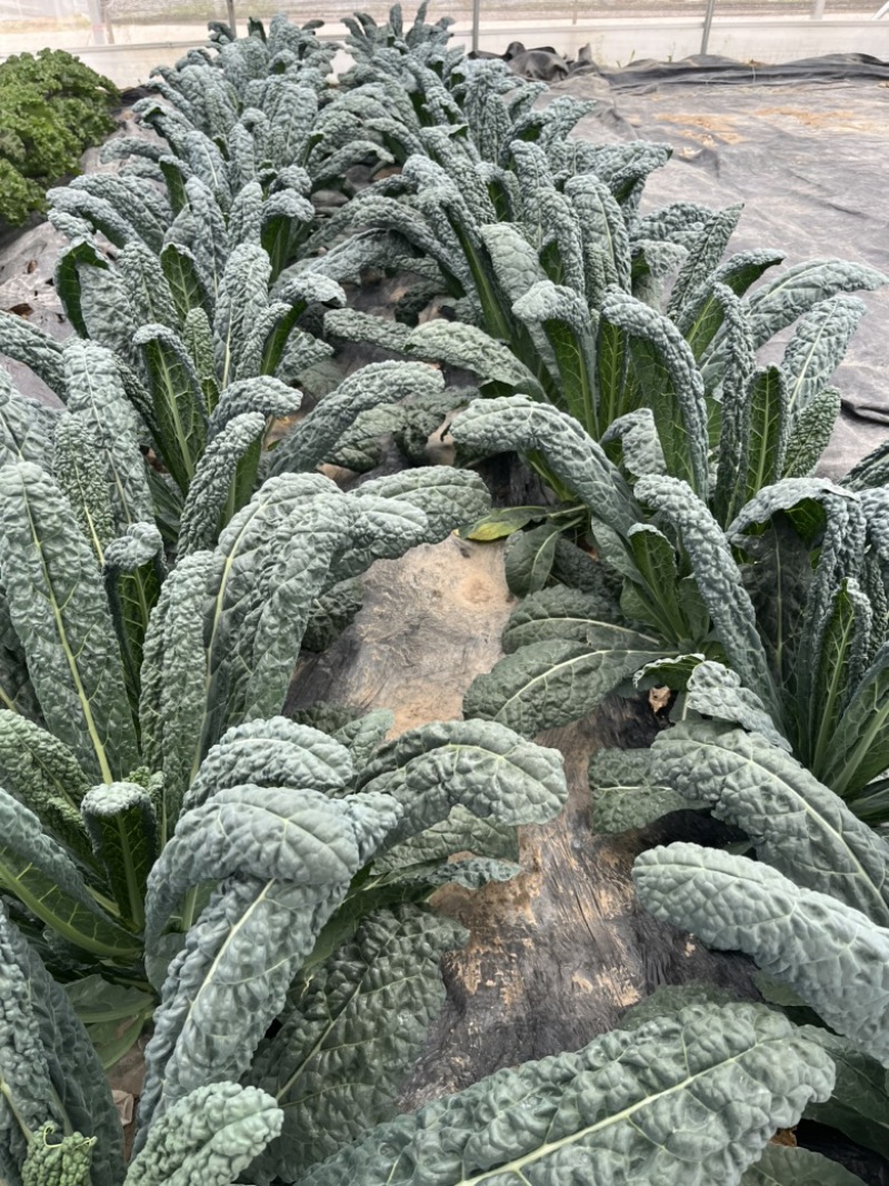 皱叶菜苗羽衣甘蓝苗耐寒蔬菜种苗