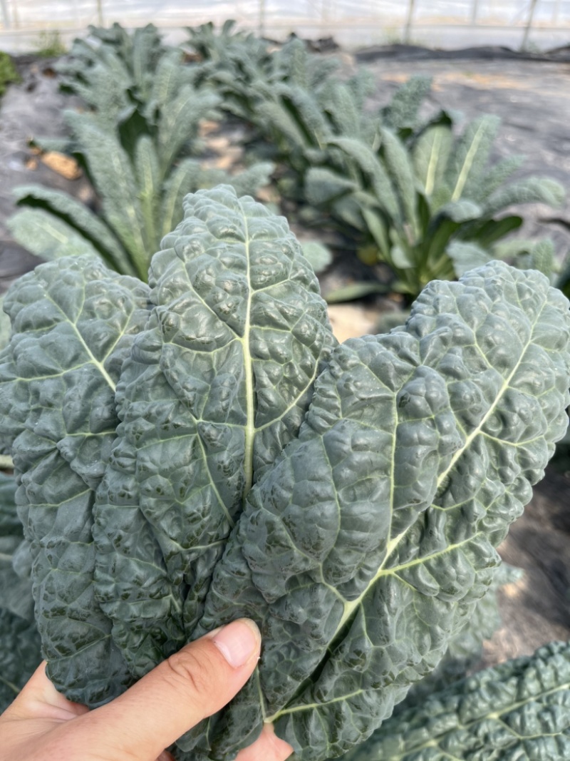 皱叶菜苗羽衣甘蓝苗耐寒蔬菜种苗
