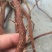 新疆红皮甘草