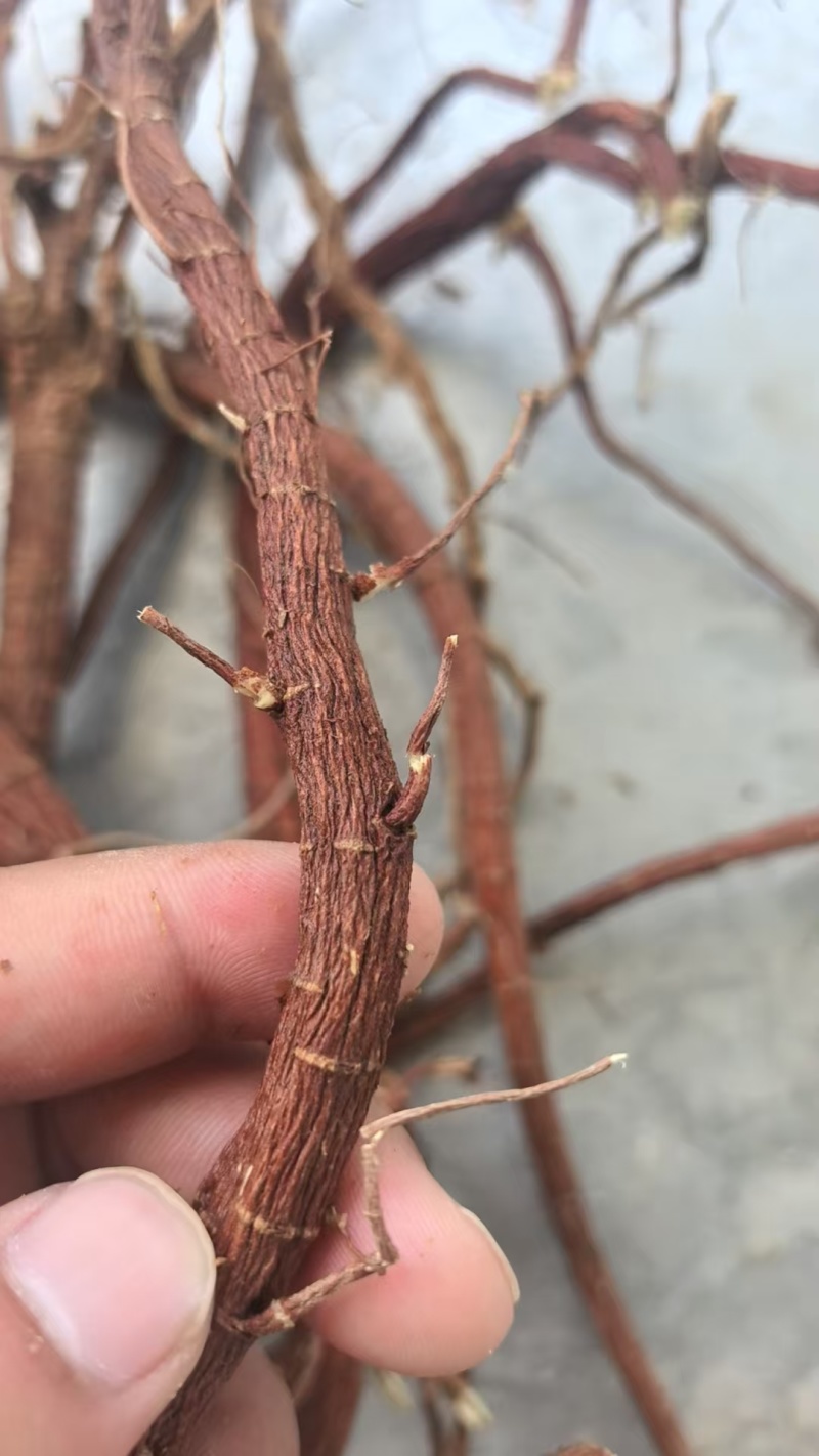 新疆红皮甘草