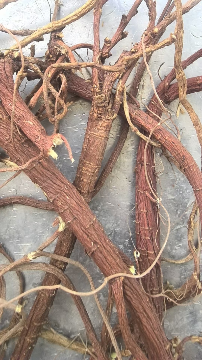 新疆红皮甘草