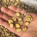 新疆红皮甘草
