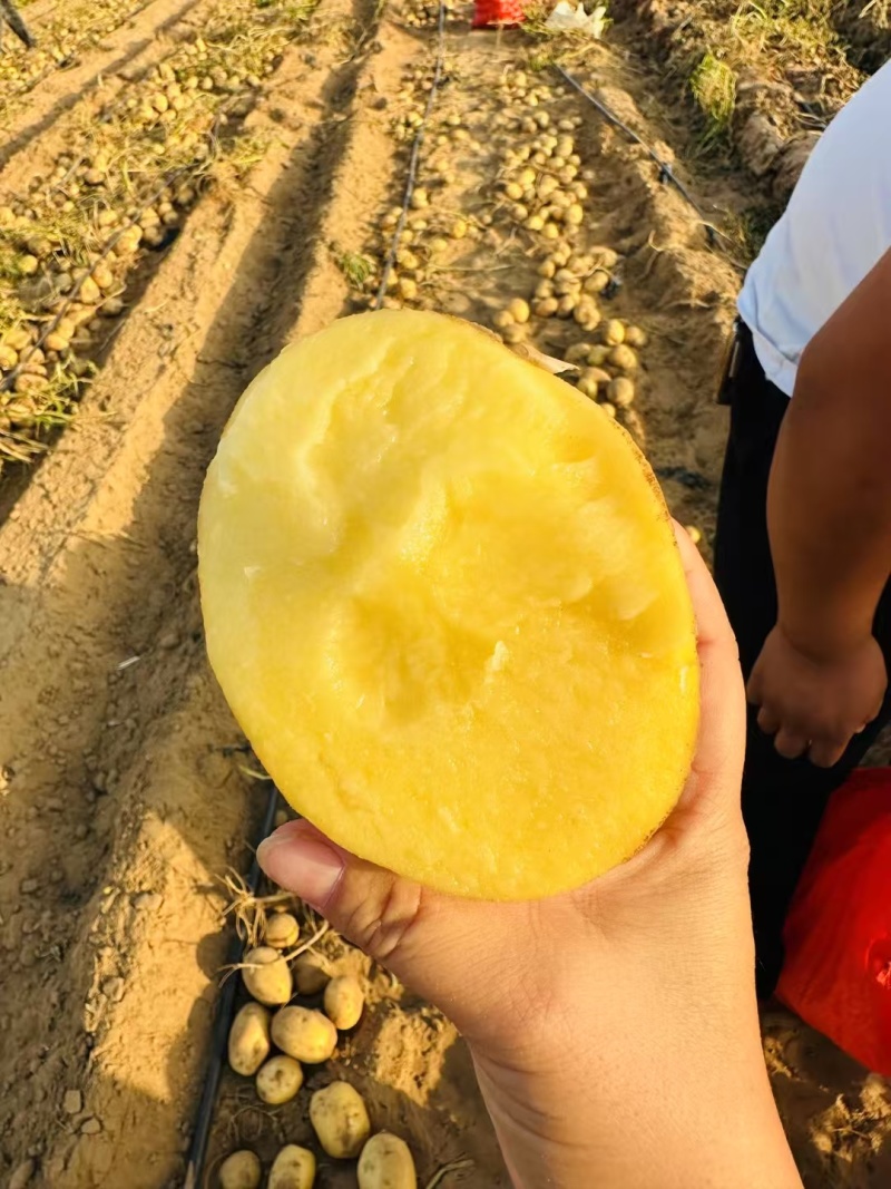 陕西黄皮黄心土豆，品种多样，大量上市中。实验一