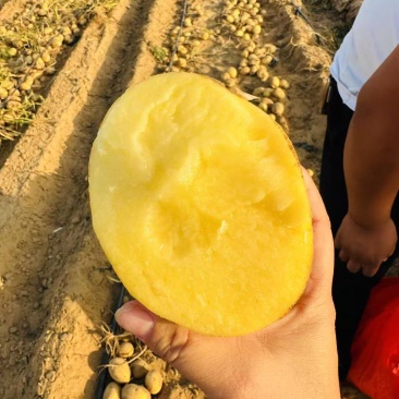 黄皮黄心土豆，纯沙地产地直发，欢迎新老朋友实地考察