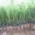 山西精品油松苗大量供应现挖现发成活率高免费技术指导