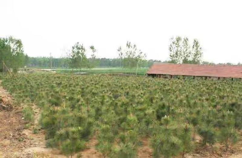 山西精品油松苗大量供应现挖现发成活率高免费技术指导