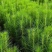 山西精品油松苗大量供应现挖现发成活率高免费技术指导