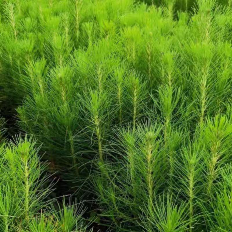 山西精品油松苗大量供应现挖现发成活率高免费技术指导