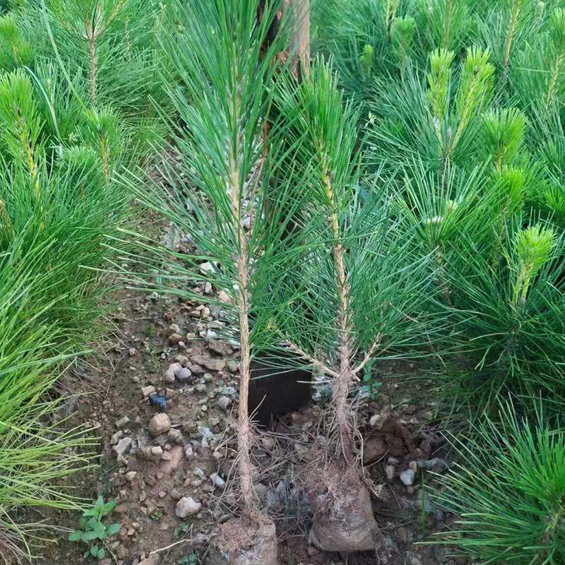 山西精品油松苗大量供应现挖现发成活率高免费技术指导