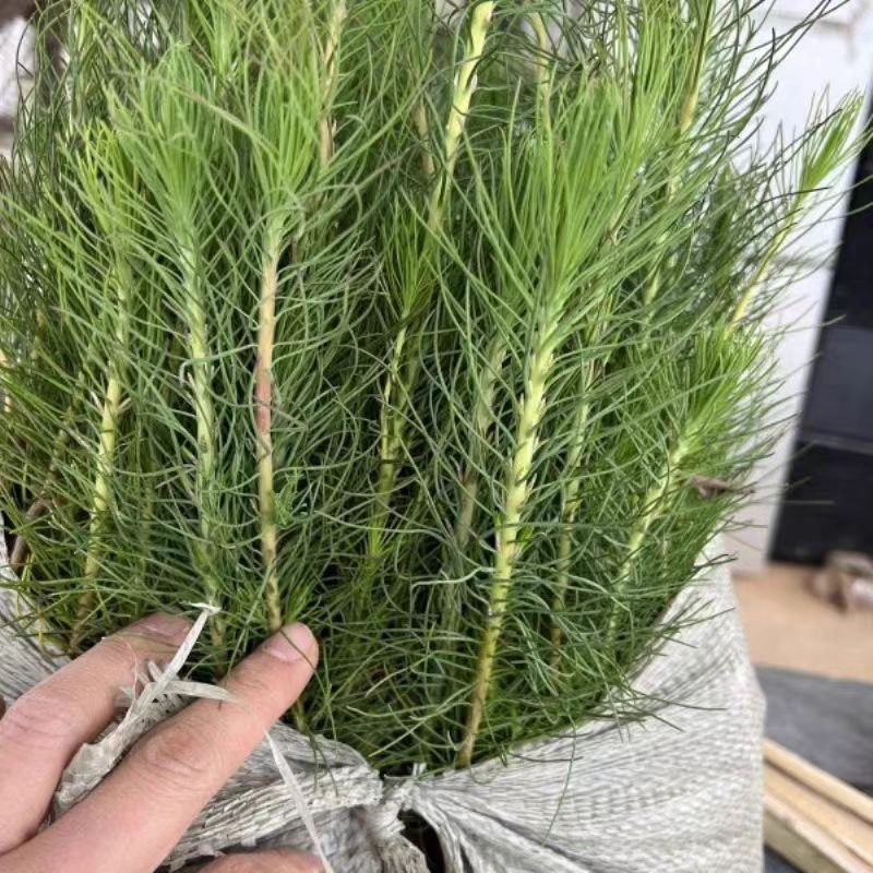 山西精品油松苗大量供应现挖现发成活率高免费技术指导