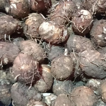 福建芋头牛奶芋大量供应货源充足，量大从优产地直发