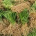 不休眠紫根韭菜苗、高抗病