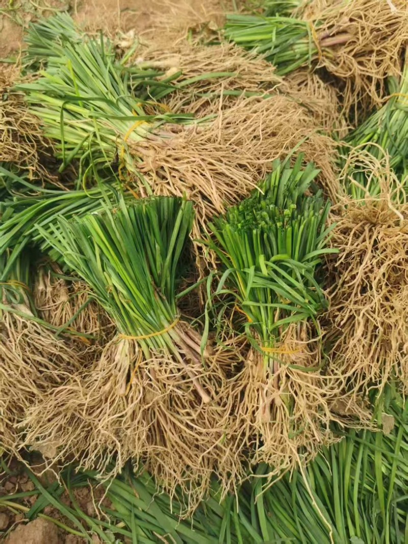 不休眠紫根韭菜苗、高抗病
