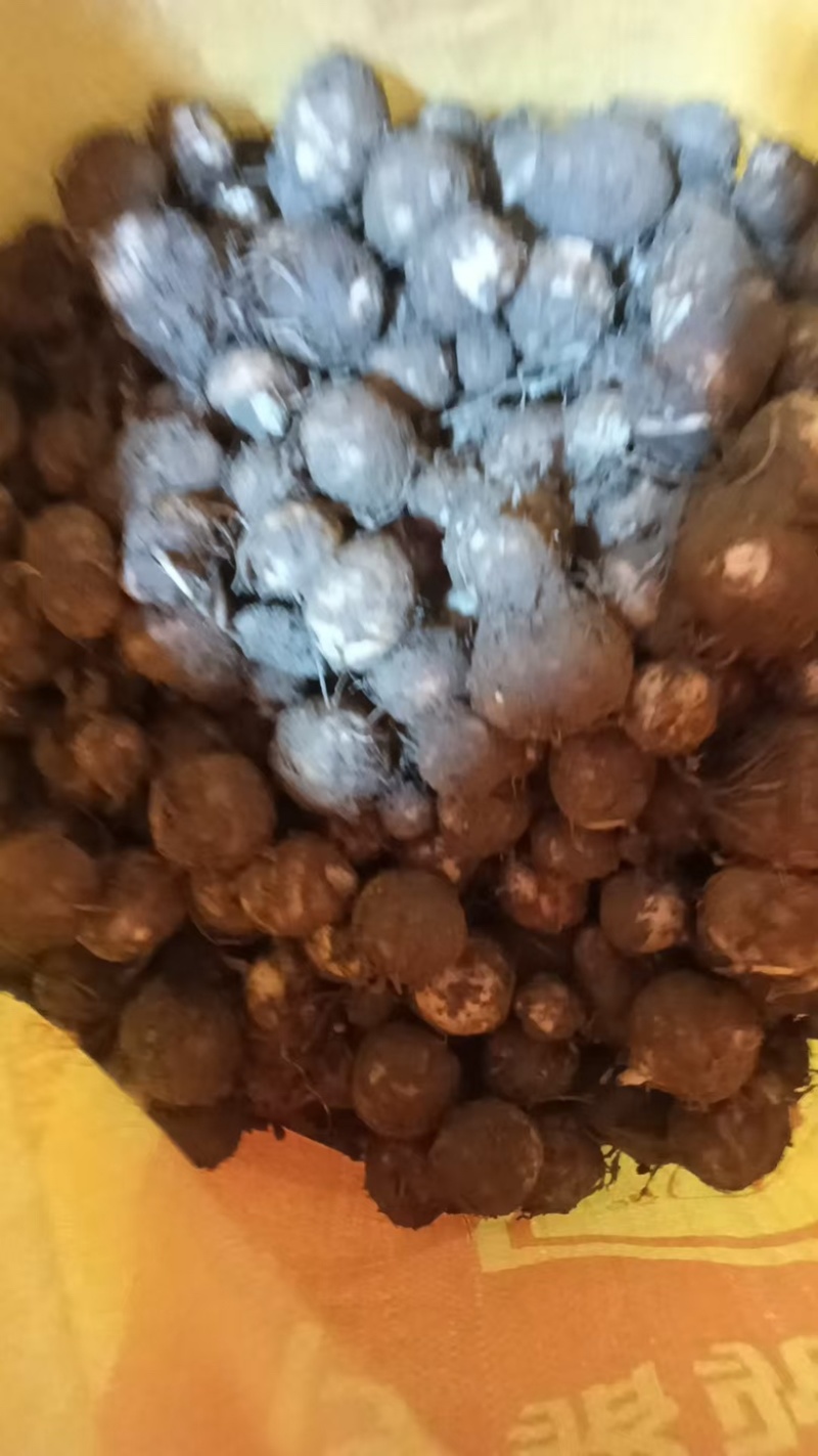 福建芋头牛奶芋大量供应货源充足，量大从优产地直发