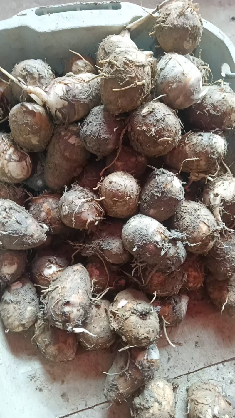 福建芋头牛奶芋大量供应货源充足，量大从优产地直发