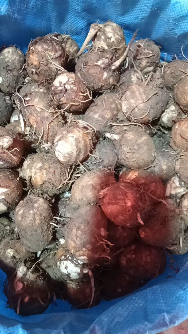 福建芋头牛奶芋大量供应货源充足，量大从优产地直发