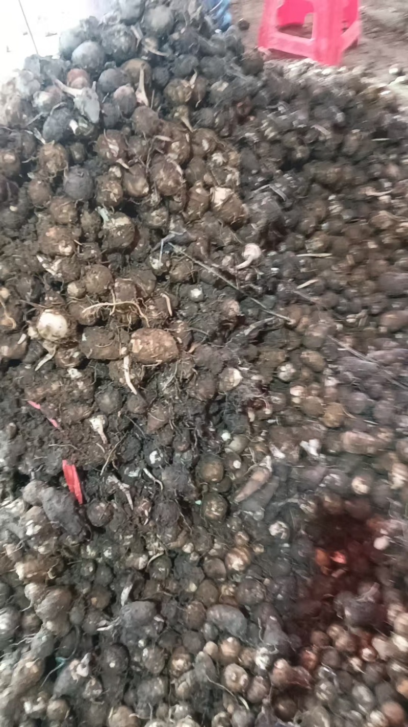 福建芋头牛奶芋大量供应货源充足，量大从优产地直发