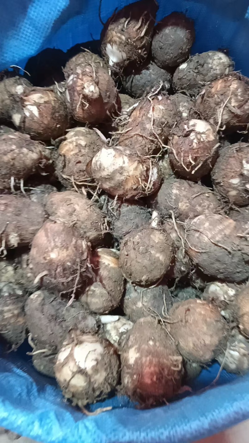 福建芋头牛奶芋大量供应货源充足，量大从优产地直发