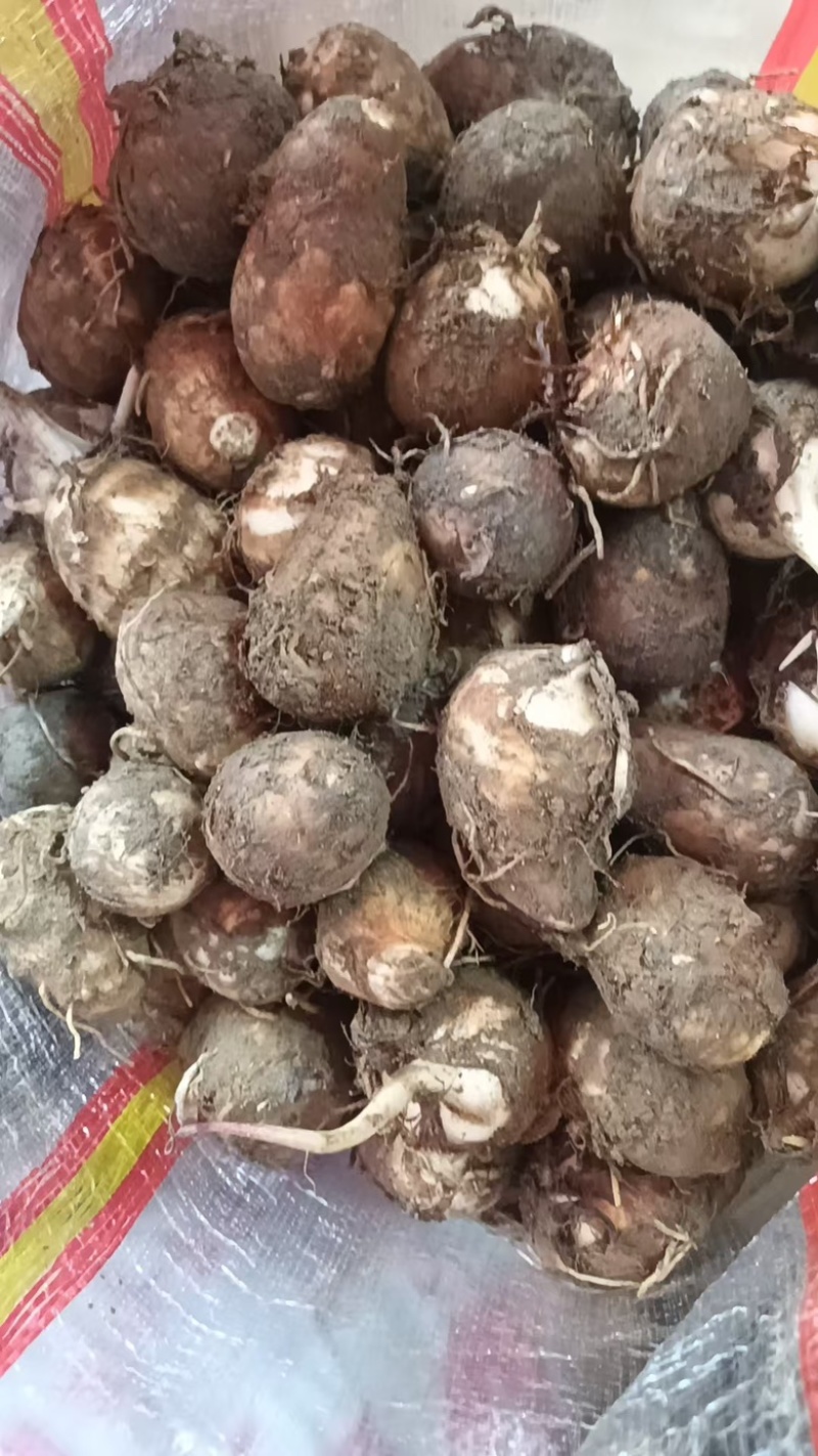 福建芋头牛奶芋大量供应货源充足，量大从优产地直发