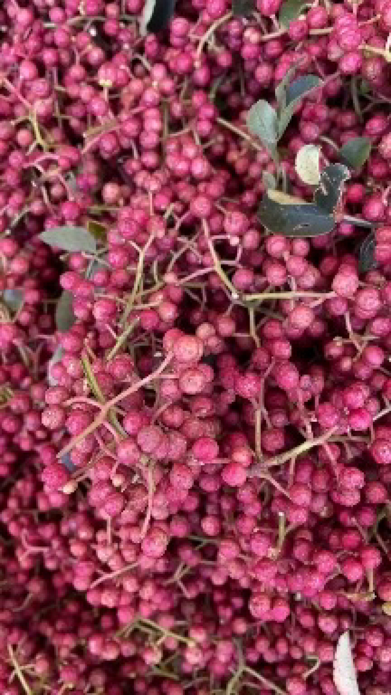 鲜红花椒，青椒，麻椒，鲜大红袍花椒，大颗粒，净货