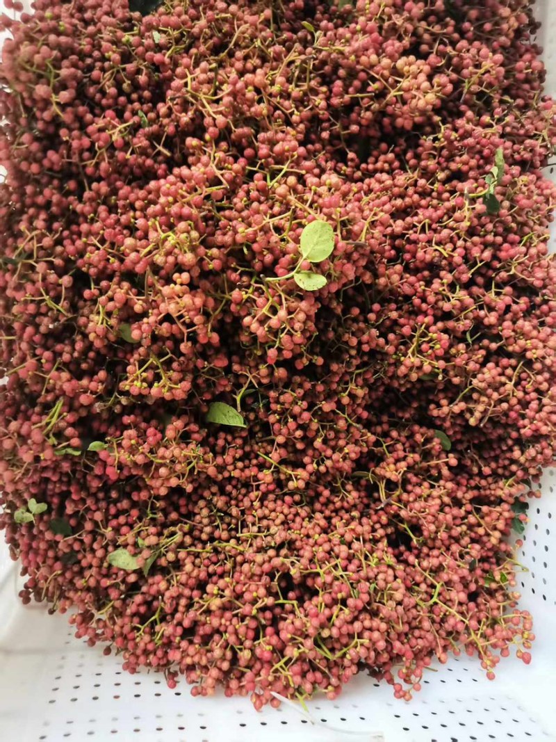 鲜红花椒，青椒，麻椒，鲜大红袍花椒，大颗粒，净货