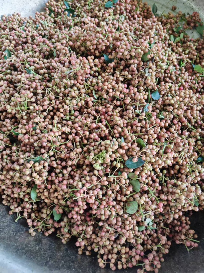 鲜红花椒，青椒，麻椒，鲜大红袍花椒，大颗粒，净货