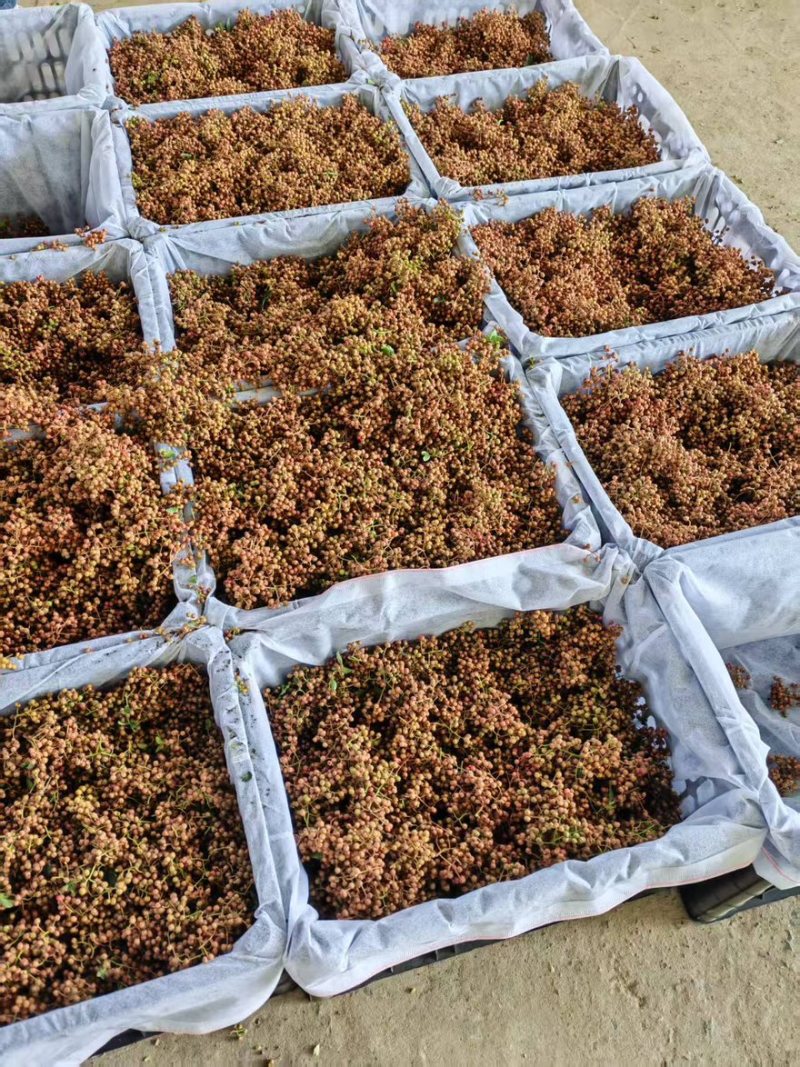 鲜红花椒，青椒，麻椒，鲜大红袍花椒，大颗粒，净货