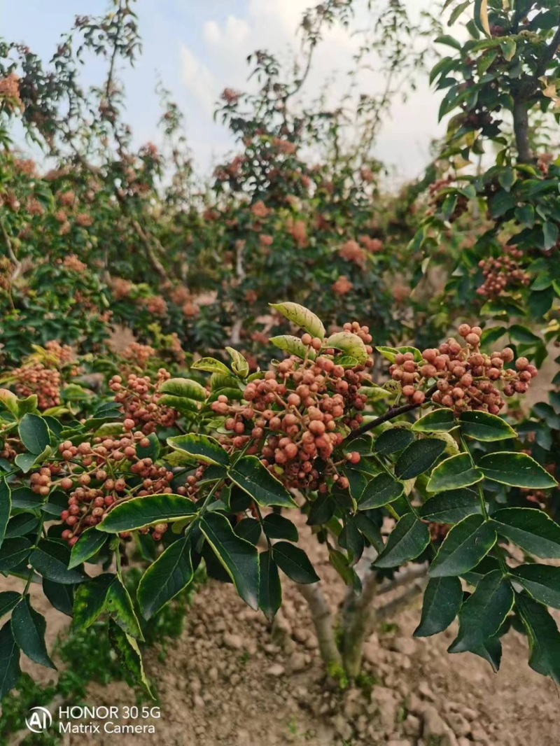 鲜红花椒，青椒，麻椒，鲜大红袍花椒，大颗粒，净货