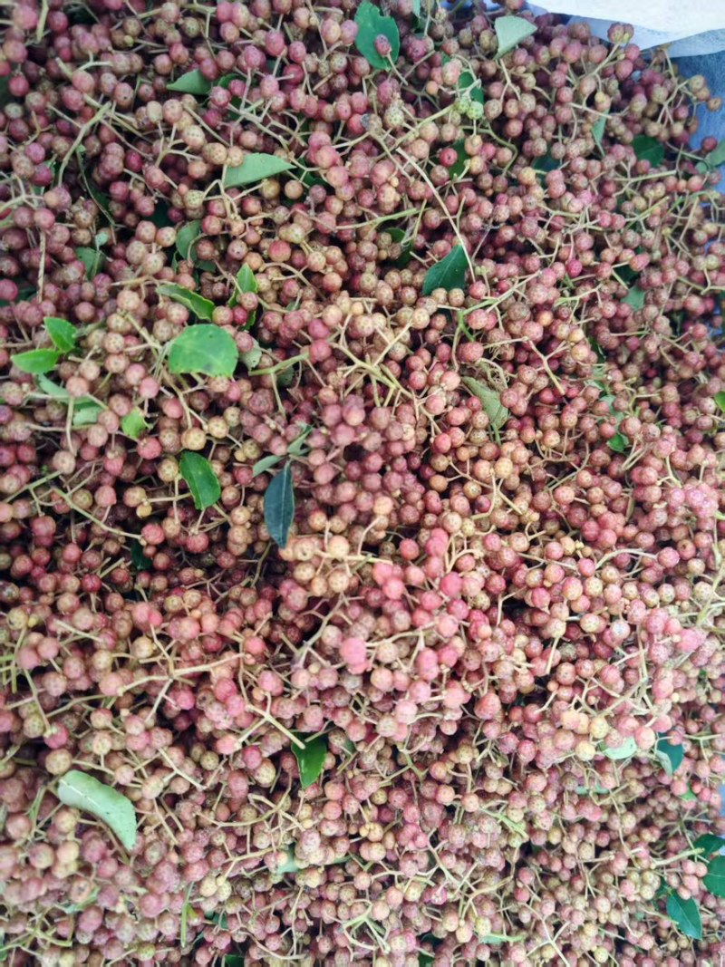 鲜红花椒，青椒，麻椒，鲜大红袍花椒，大颗粒，净货