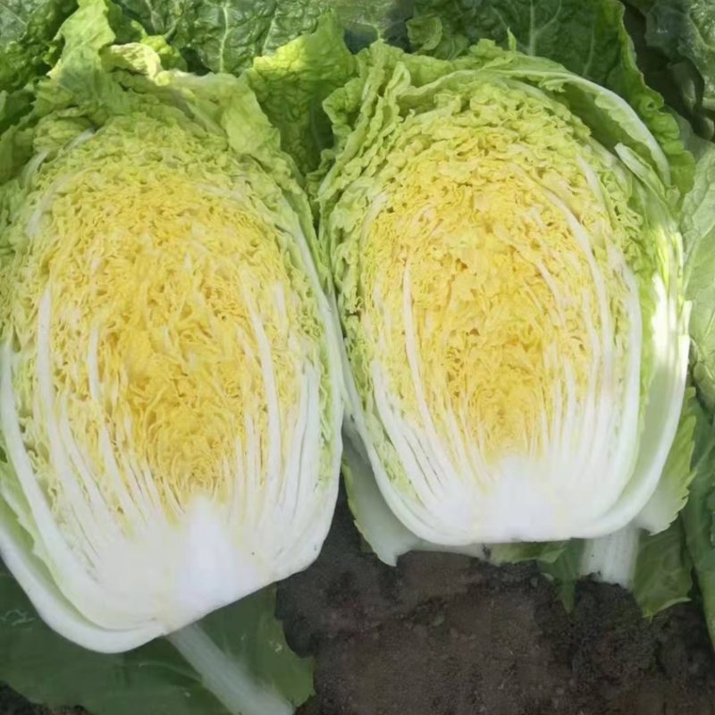 白菜苗黄心大白菜苗
