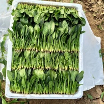 《精品菠菜》大叶菠菜/小叶菠菜/品种齐全/全国供应批发