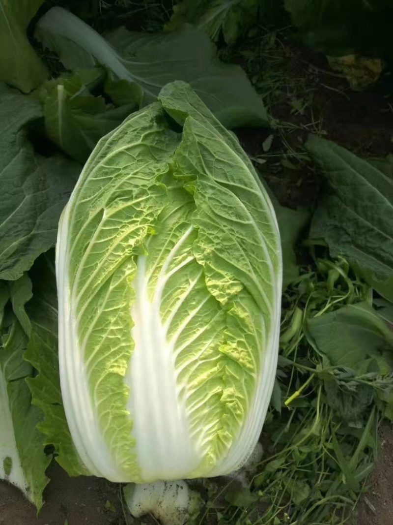 白菜苗黄心大白菜苗