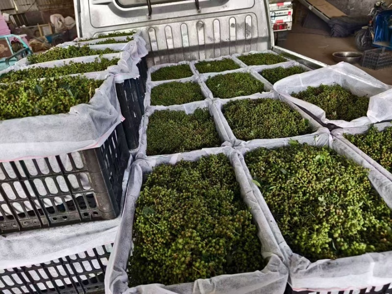 【每日推荐】陕西渭南干青花椒颗粒产地直发品质保障量大从优