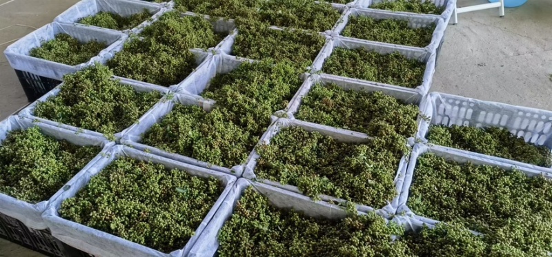 【每日推荐】陕西渭南干青花椒颗粒产地直发品质保障量大从优