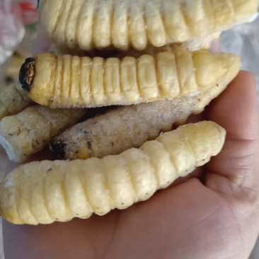 广东本土熟冻木哈虫大柴虫质量品质保证大量批发长期合