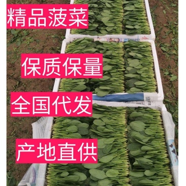 《精品菠菜》大叶菠菜/小叶菠菜/品种齐全/全国供应批发