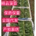 《精品菠菜》大叶菠菜/小叶菠菜/品种齐全/全国供应批发