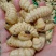 广东本土熟冻木哈虫大柴虫质量品质保证大量批发长期合