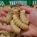 广东本土熟冻木哈虫大柴虫质量品质保证大量批发长期合