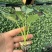 西兰花苗
