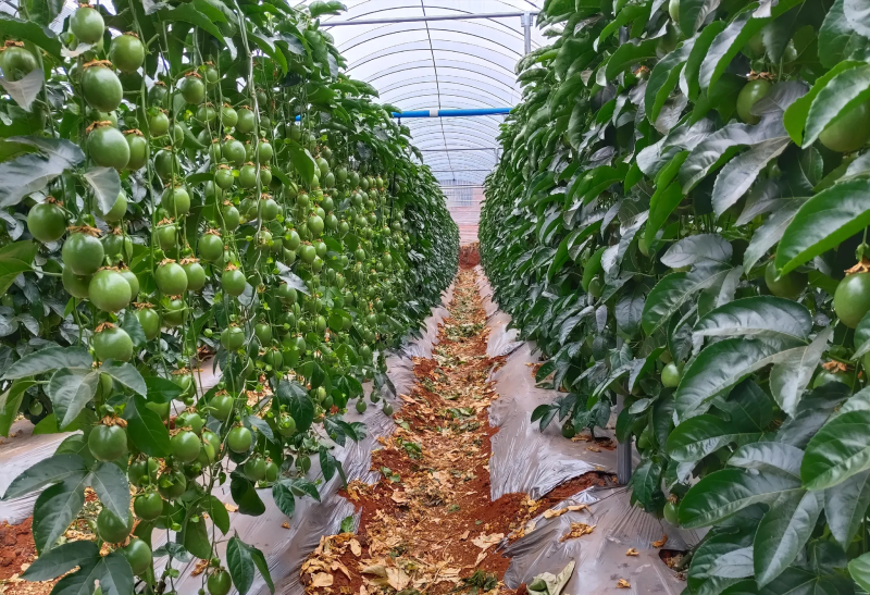 贵香蜜黄金百香果